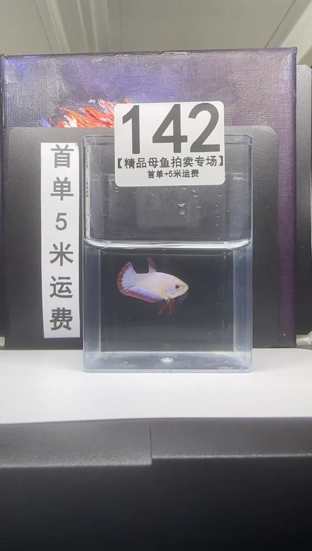海水鱼母鱼编号：142