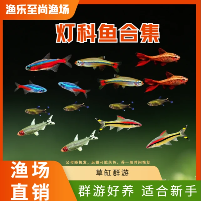 【灯科鱼集锦】红绿灯一眉道人鱼小型热带淡水观赏鱼群游好养耐活