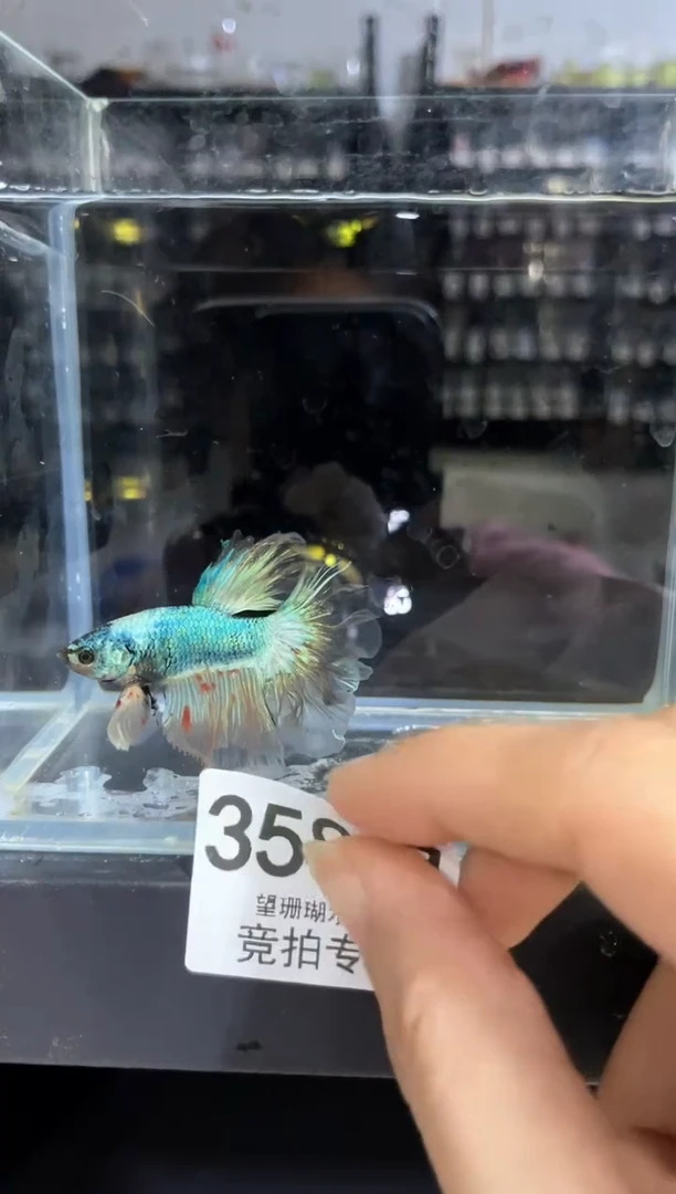 斗鱼泰国斗鱼竞拍358