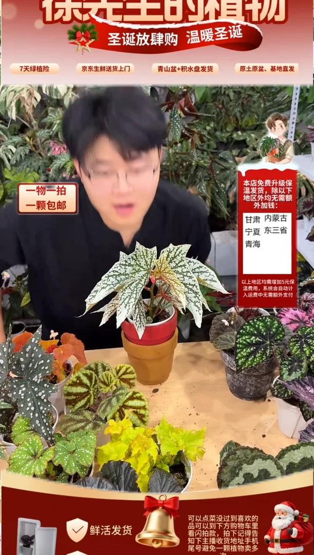 完全开放猫耳朵秋海棠