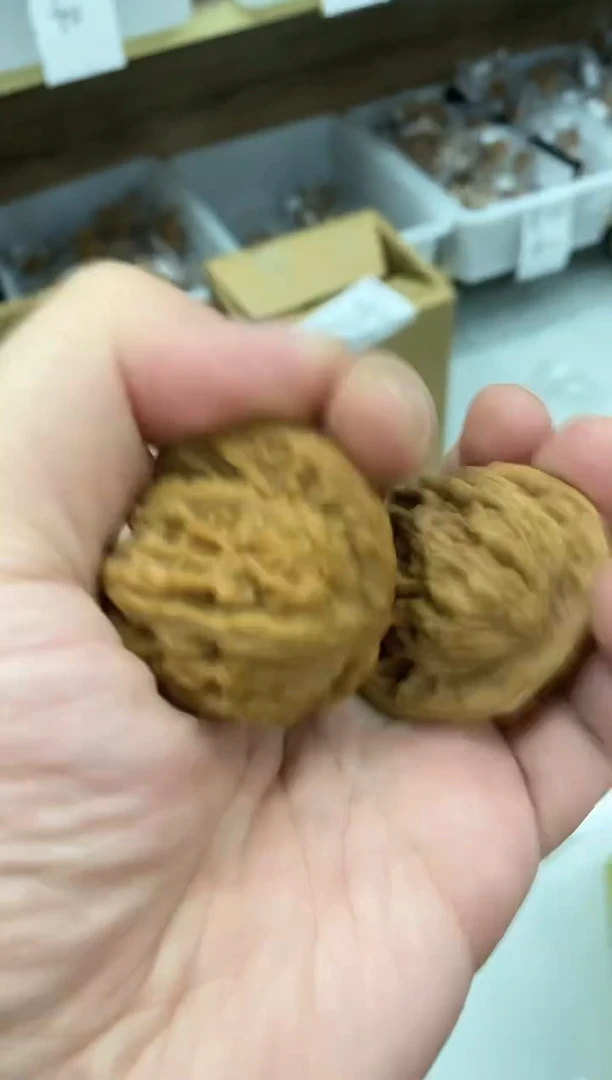 核桃【四座楼】0.1元福利