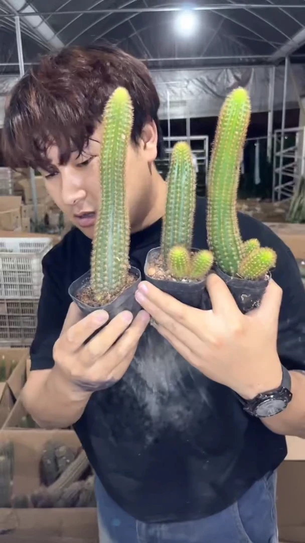 3颗 单头 紫水晶 金妞【带根】