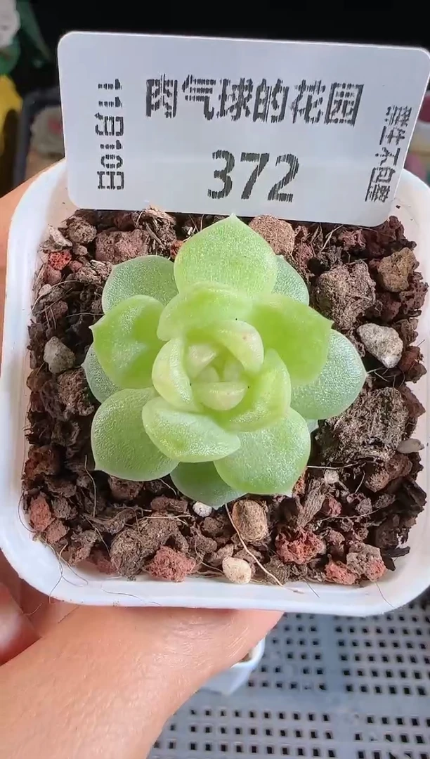 1110-372碧琉璃（群生不包整）