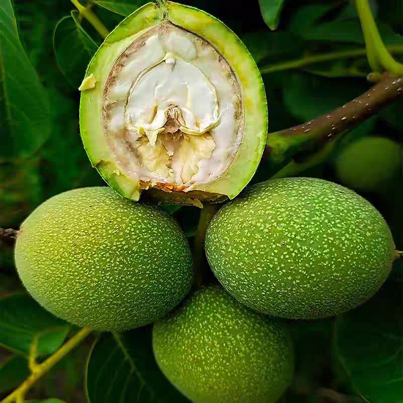 【青皮核桃】大凉山青皮核桃绿皮核桃生核桃香甜湿核桃黑桃