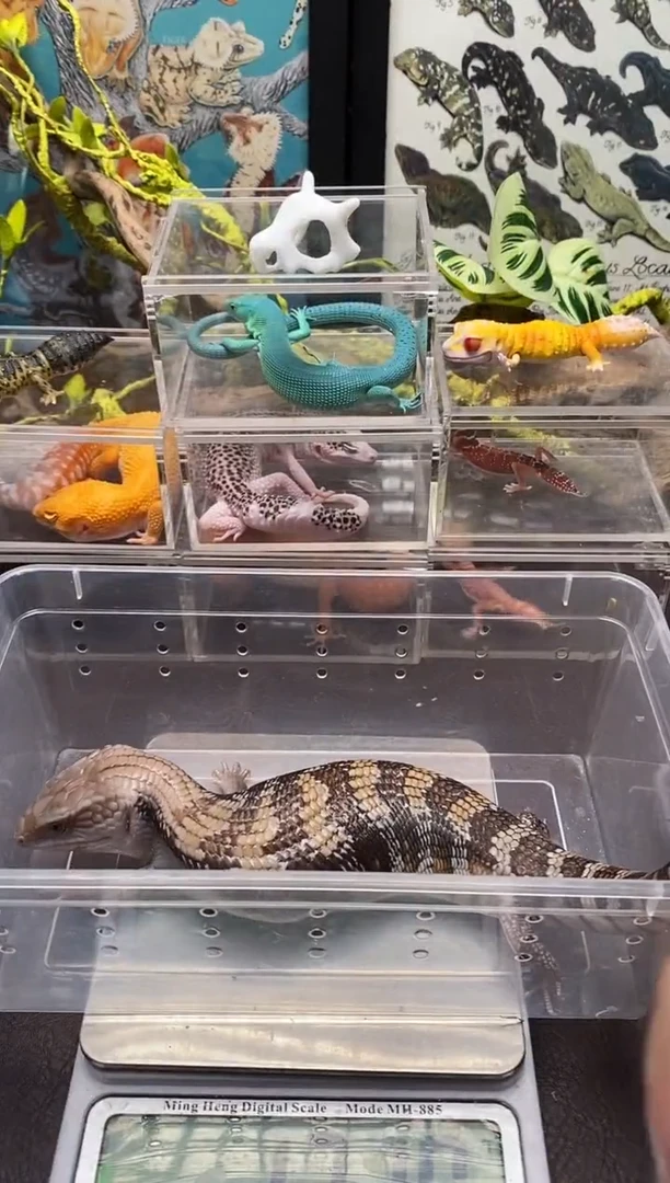 蓝舌石龙子鳞与尾 Scale Tail 爬宠172克