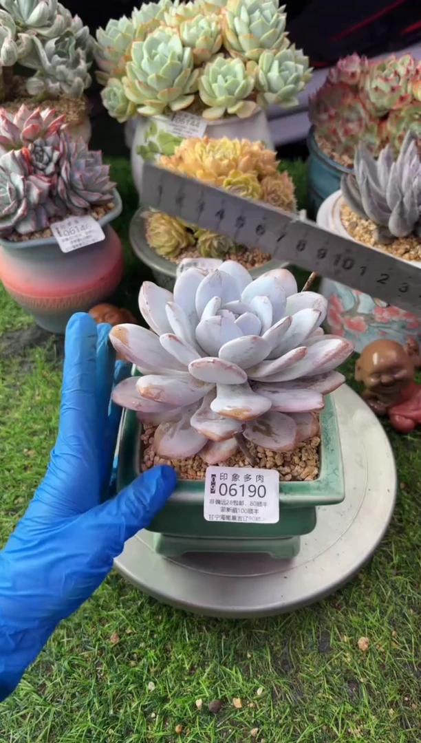 昆明印象多肉06190