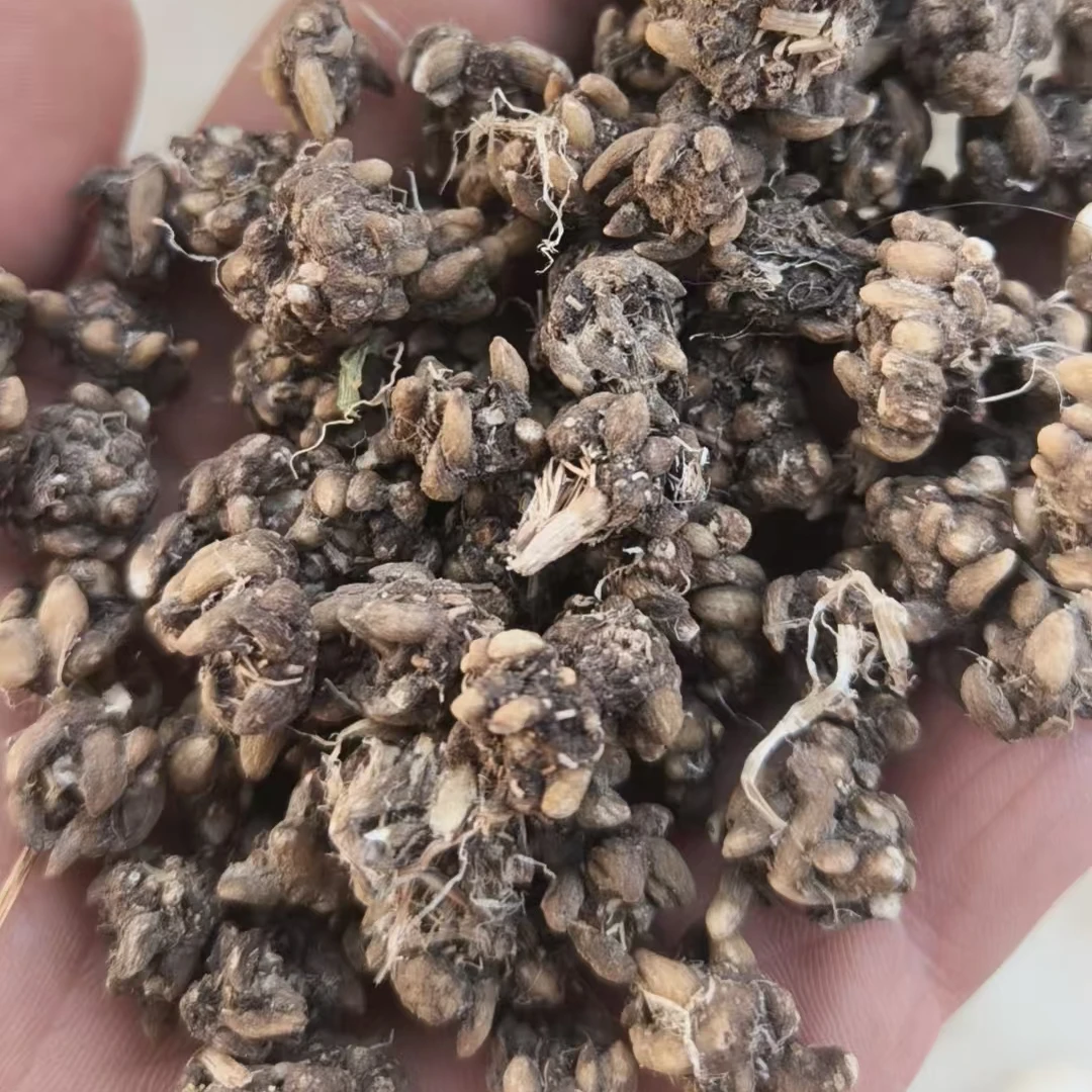 【助农】亏本卖  足干货  大山里的精选正宗野货猫爪草 爪爪分明