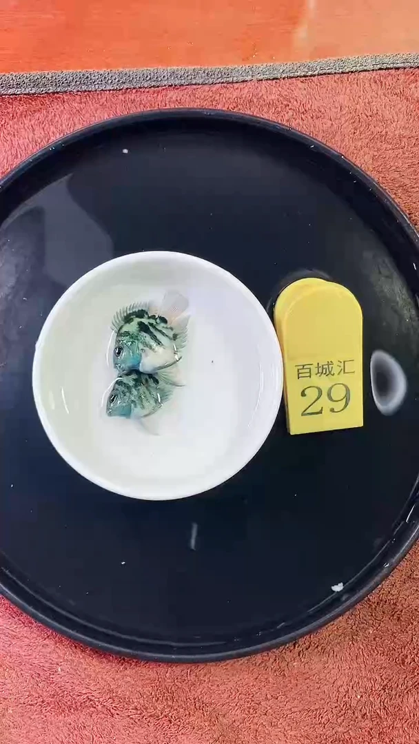 鹦鹉鱼54545455555