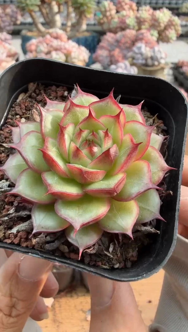 东云多肉园二店-590