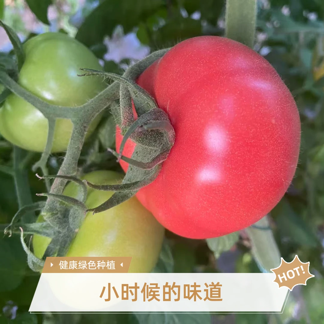农家自种西红柿沙瓤多汁现摘现发番茄