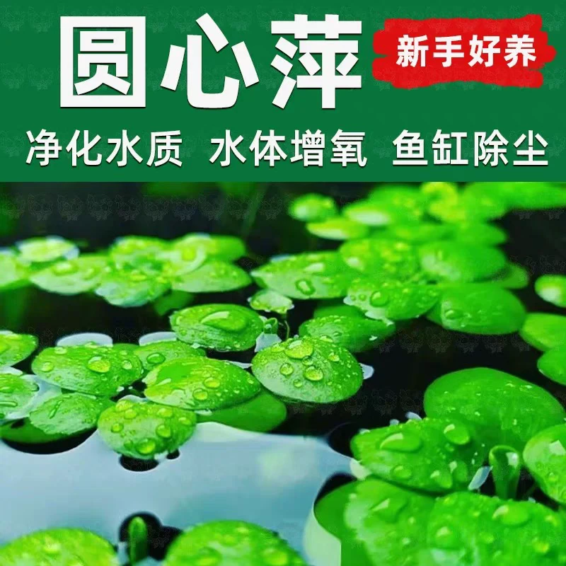 浮萍水草水芙蓉圆心萍好养活养鱼缸造景水培植物净化水质懒人水草