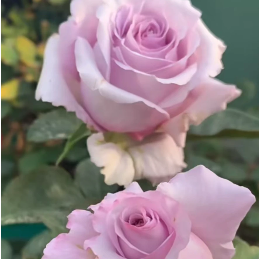 【天然香水】灌木大花四季