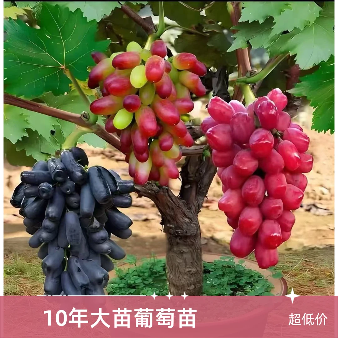 【10年大苗】葡萄树苗现挖现发耐寒耐冻耐热直发南方北方当年结果