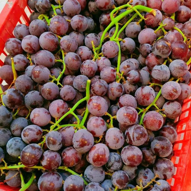 新疆葡萄纯甜可洗1斤上海市