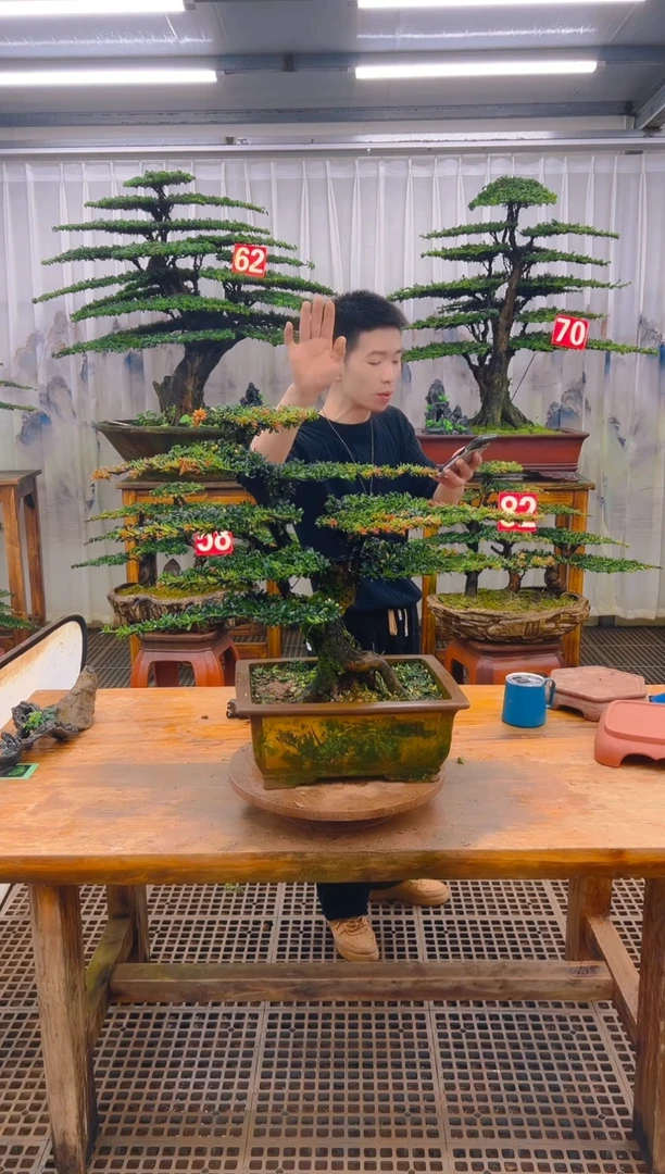 无花朵倔****?精品盆景直播间一物一拍