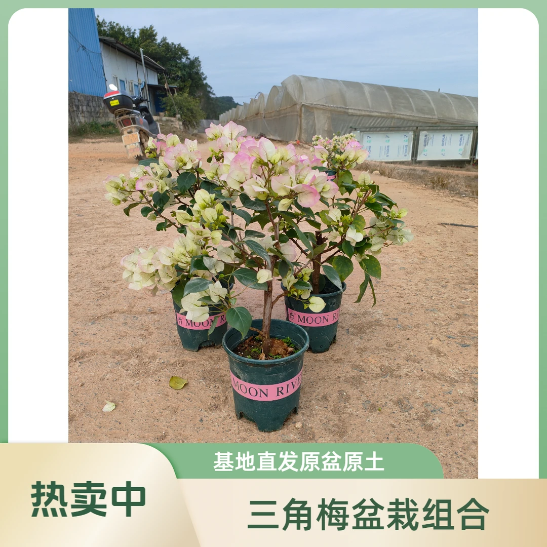 【组合】三角梅小盆栽     一物一拍    原盆原土发货