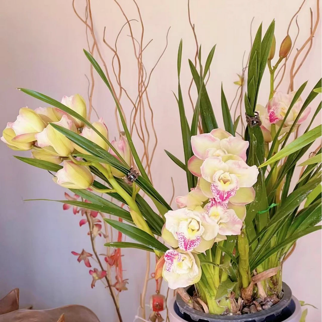 【重瓣三星蝶 】大花蕙兰年宵花 绿植盆栽花卉室内好养易活带盆发货
