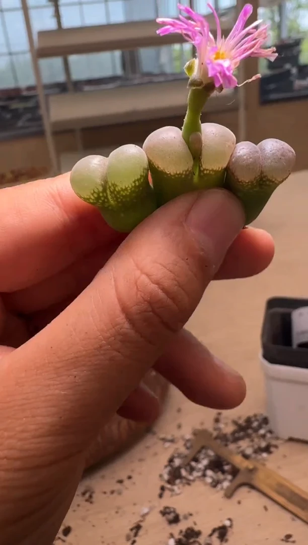 10-202多肉植物肉锥