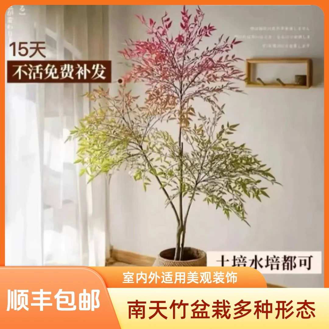 【顺丰包邮】南天竹水培土培带根盆栽绿植火焰红室内带根客厅盆景