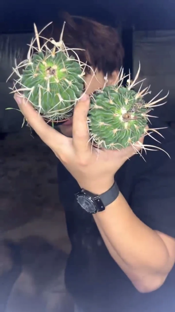 3颗 实生根 振武玉 6-8cm