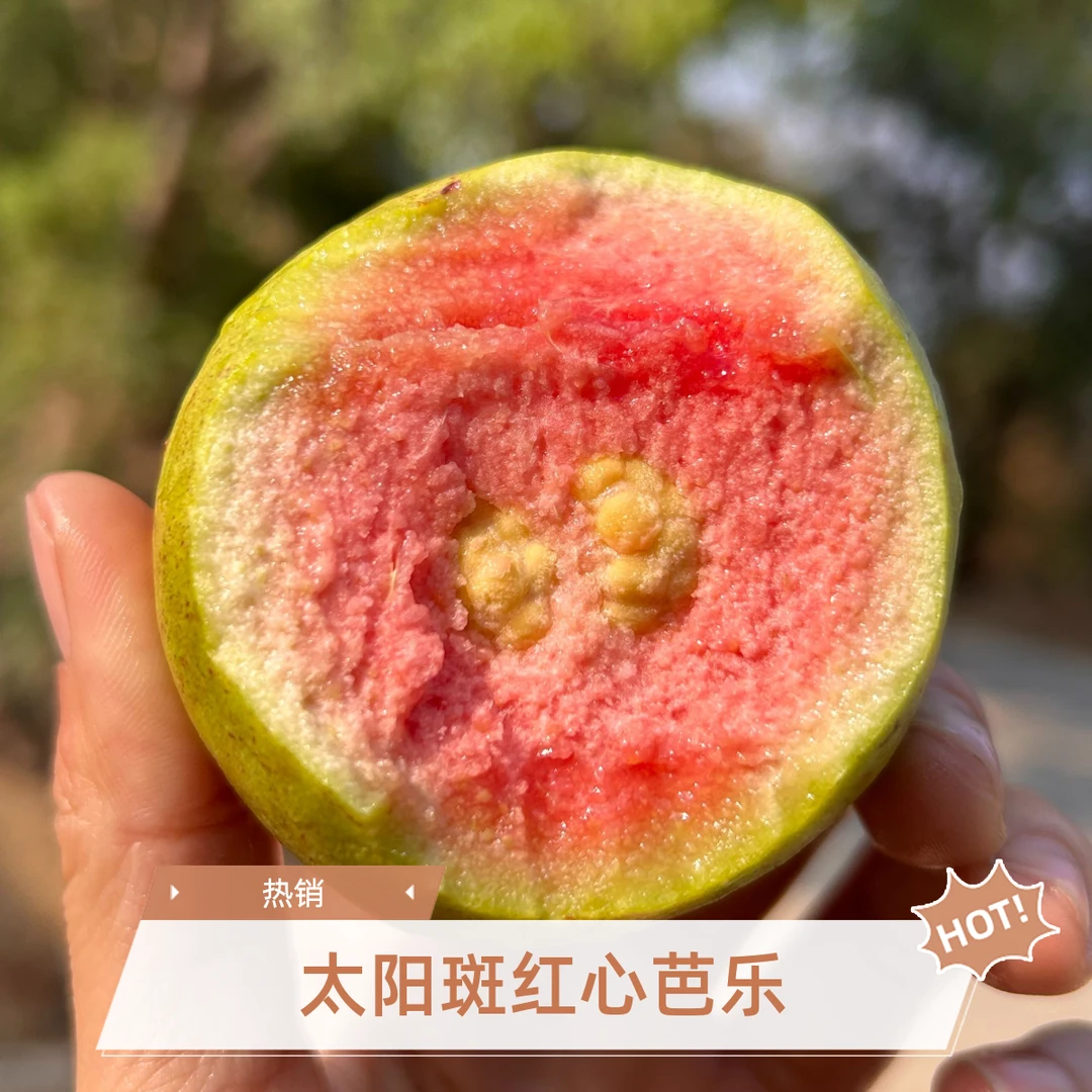 云南临沧红心丑芭乐番石榴2500g