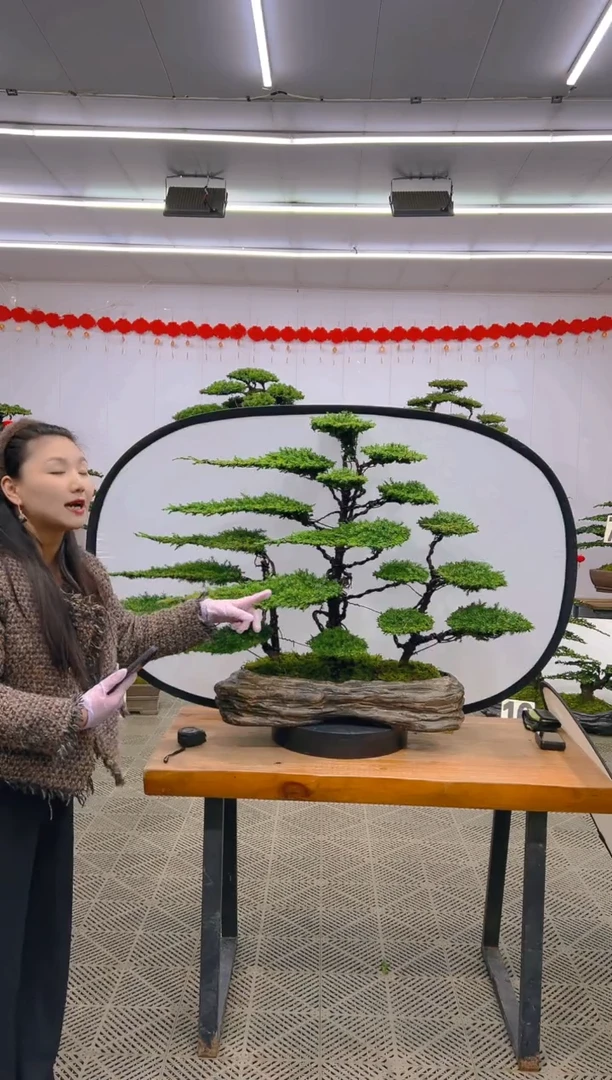 【闪购商品】盆景1