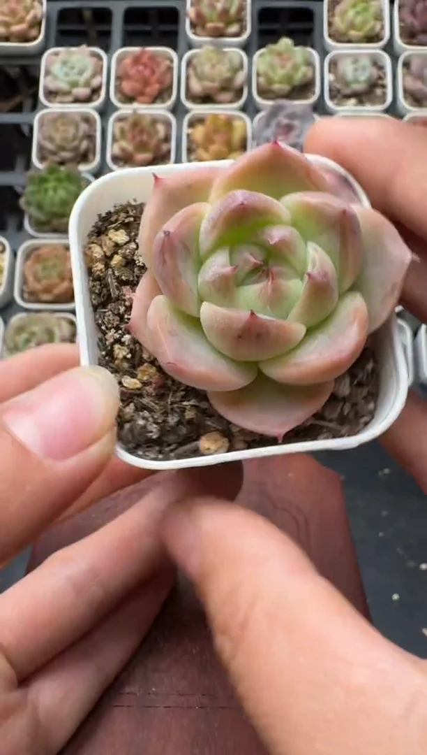 156S带盆土发 当场拍3颗以上包柚 多肉植物 一物一拍