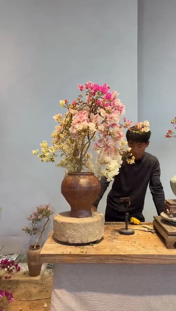 以实际为准三角梅36