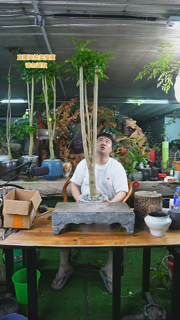 当前无花栽培后可以开花绿宝（215-270）184H+