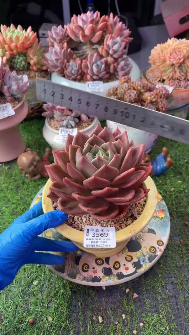 昆明印象多肉3569