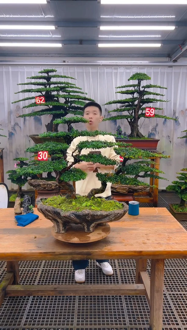 无花朵精品盆景直播间一物一拍
