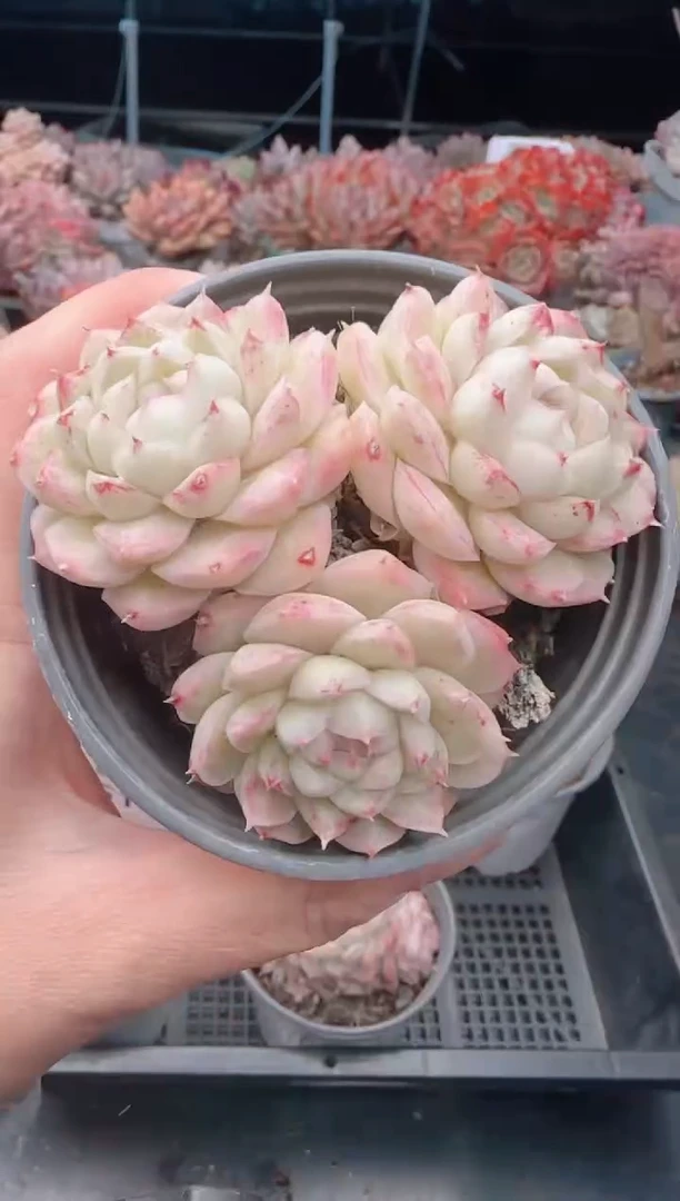 【闪购商品】5153.