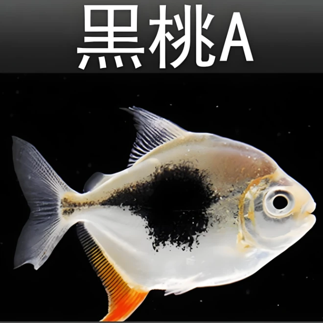 包邮黑桃A银板群游鱼中大型热带鱼群游鱼适合龙鱼配鱼新手观赏鱼