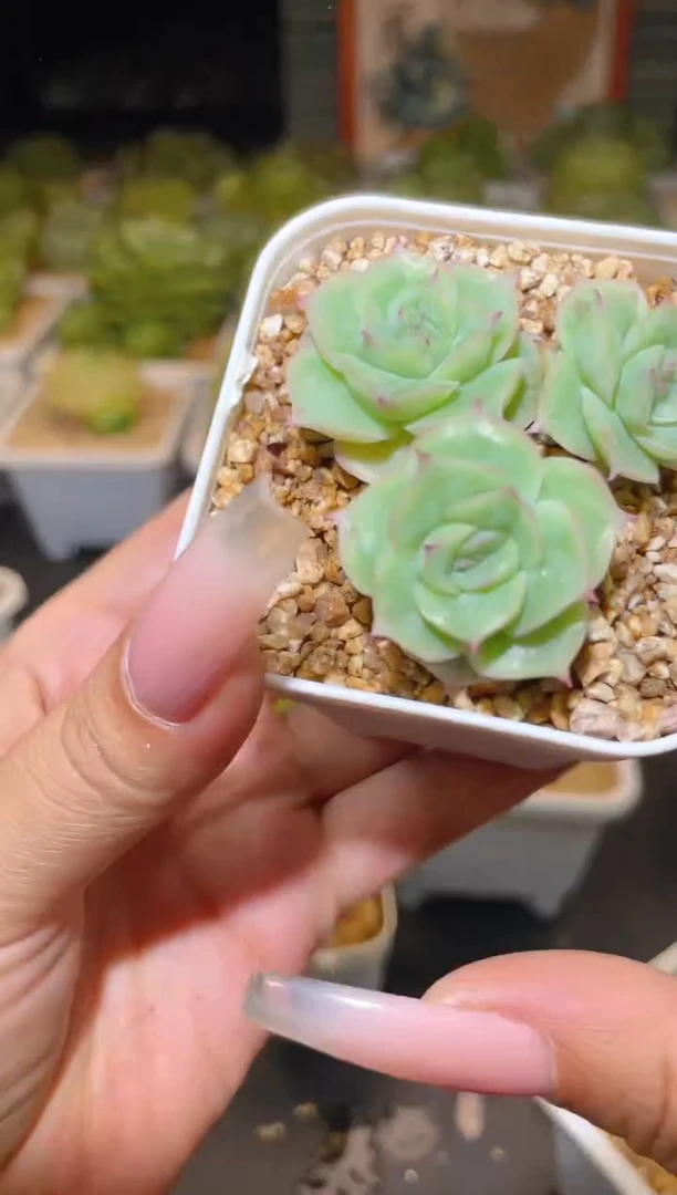 157  珍妮  一物一拍