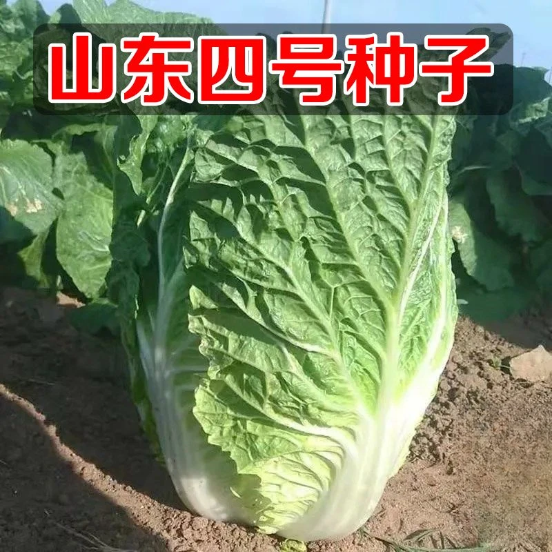 双11山东四号白菜种子正品大白菜农家小院种植蔬菜蔬菜种子