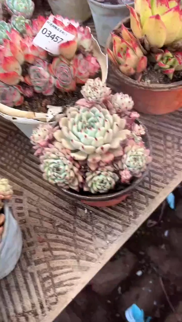 紫***裳多肉植物一物一拍03457