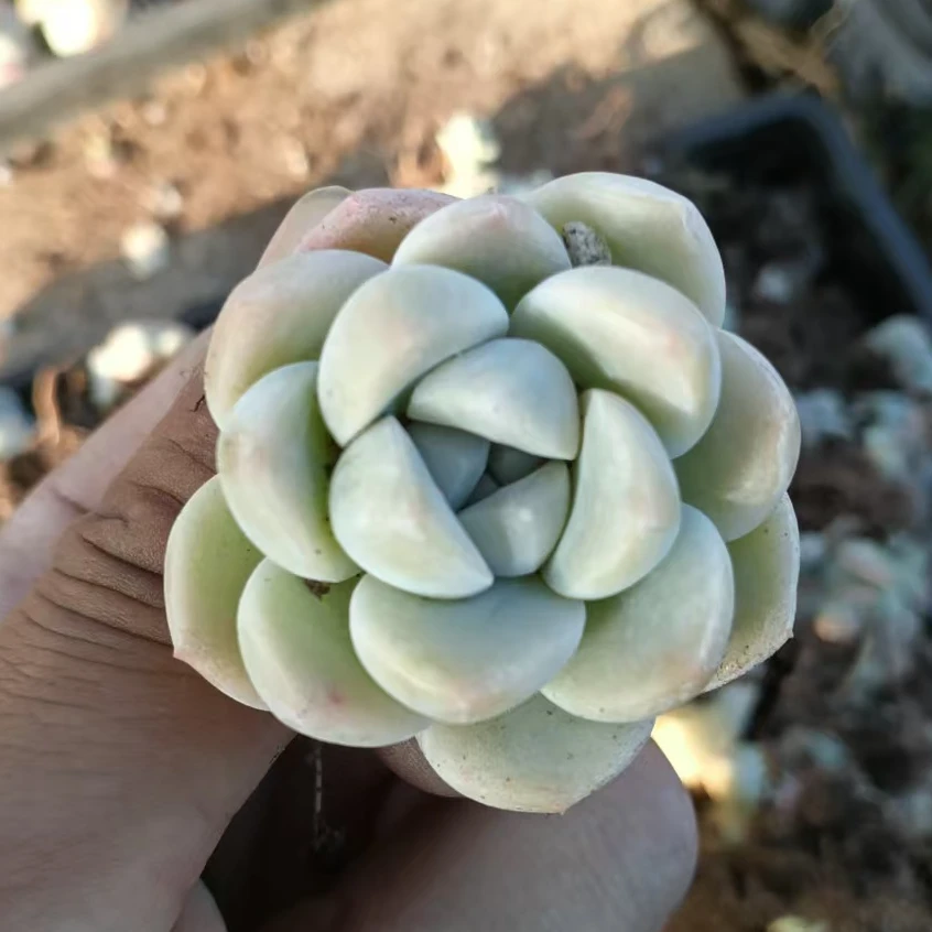 冰玉多肉植物8棵