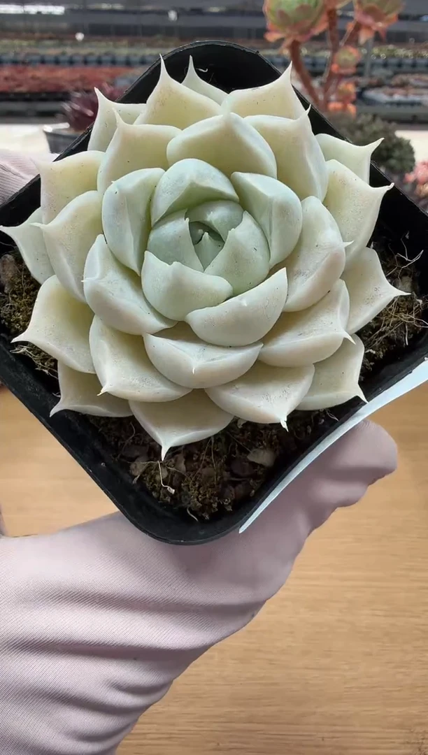 东云多肉园二店-56