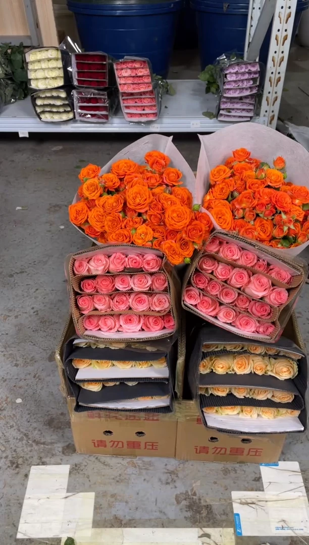 戴安娜20枝+香槟20枝+橙色芭比10枝