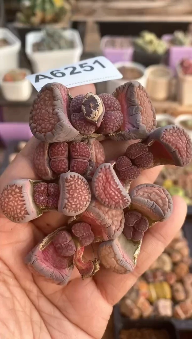 【闪购商品】6251 开播福利