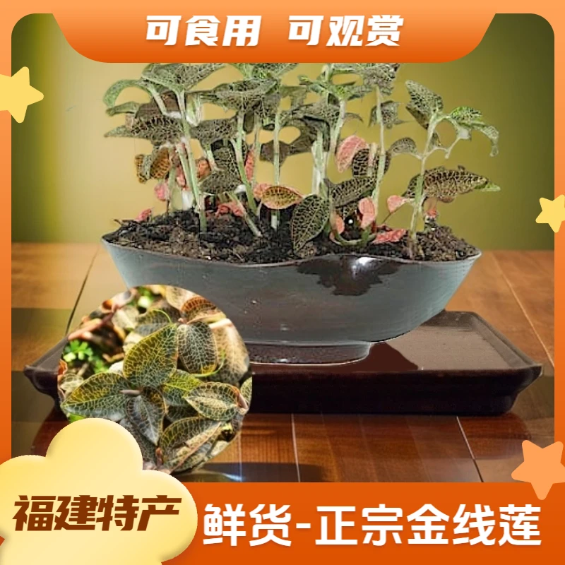 【正宗福建金线莲】新鲜金线莲活株深山林下种植煲汤泡茶煮水养生