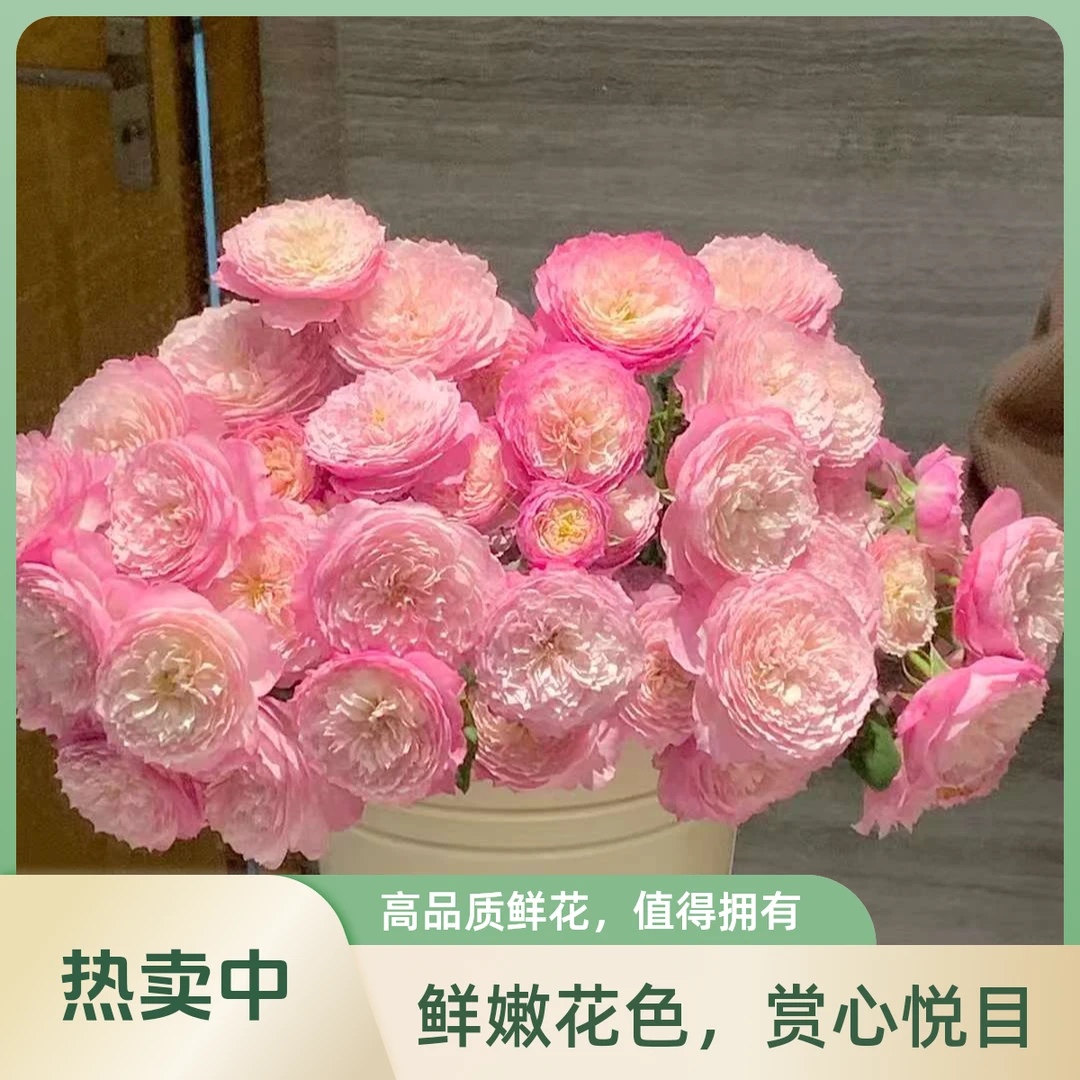 【明日达】康斯坦茨  生活鲜花家养花材明日达今天下单明天就到两单顺丰包邮基地直发现采现发顺丰送货上门