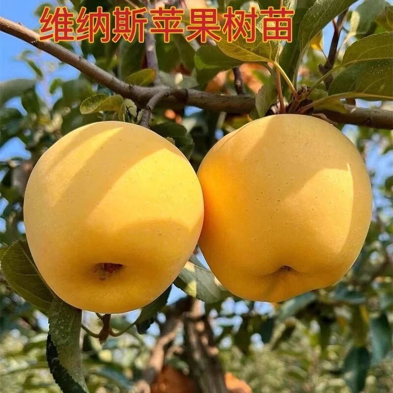 维纳斯黄金苹果树苗苹果树苗苹果苗嫁接苗南北方种植