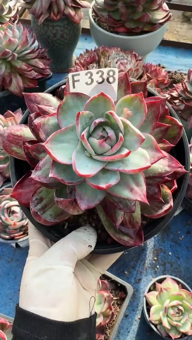 F338惊鸿仙子（裸根发货）（瑕疵）