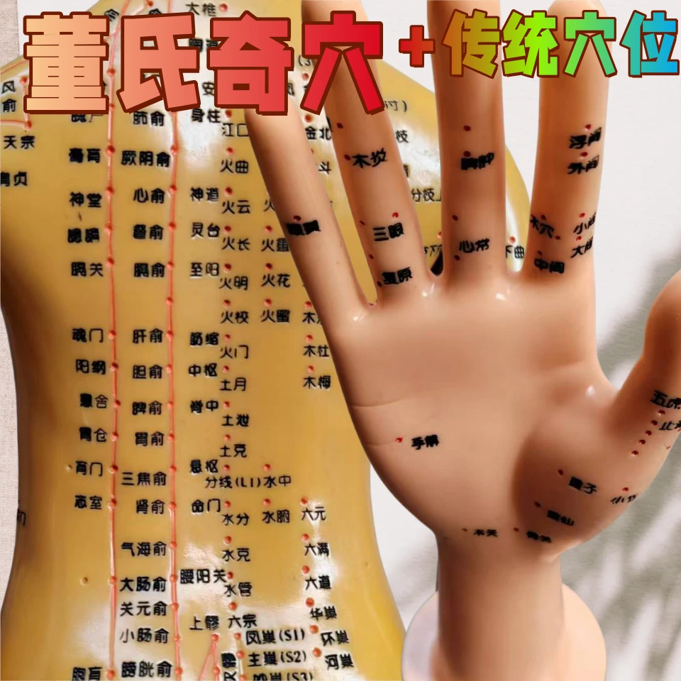 董氏奇穴针灸模型董氏穴位人体模型教学模型全身十二经络人体模型