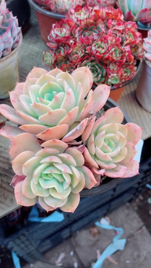 【闪购商品】11072