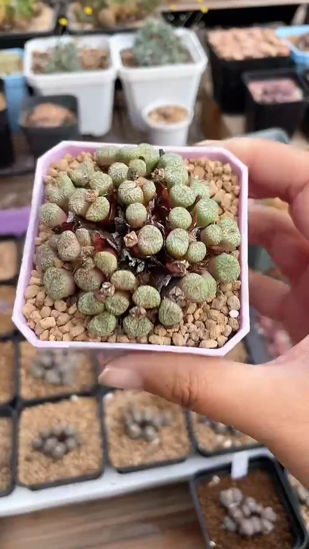 【闪购商品】0467直播一物一拍