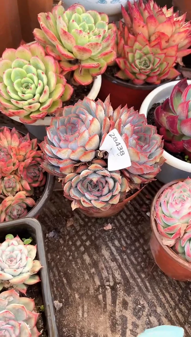 慢****。多肉植物一物一拍28438