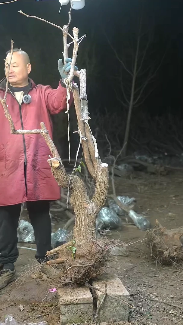 完全开放枣树356