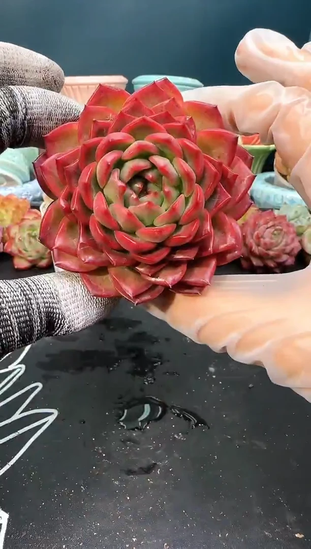 3 502 飞云丹   （冠幅 7 cm）